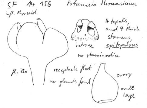 Vorschaubild Potameia thouarsiana (Baill.) Capuron